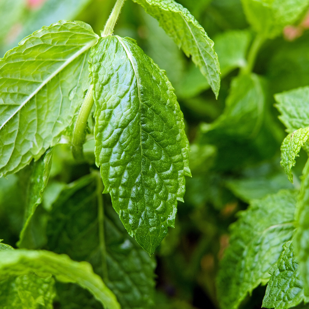 peppermint