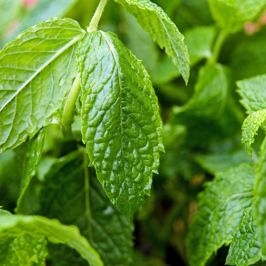 peppermint 
