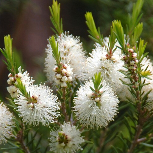 tea tree 